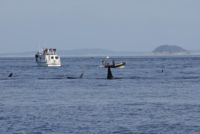 Orcas1 09-09.JPG