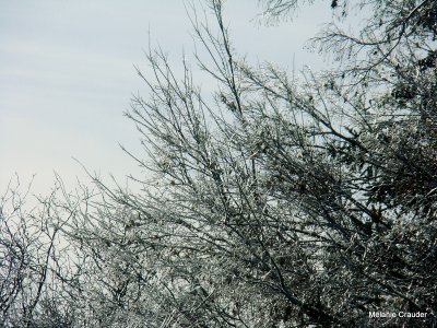 Ice filled tree limbs.JPG