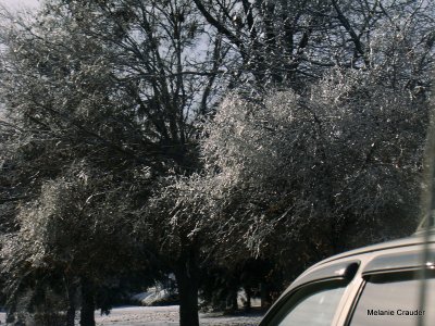 Ice laden tree.JPG