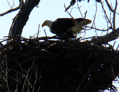 Male Eagle in nest.jpg(173)