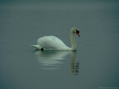 Swans version of peacocking.jpg(194)
