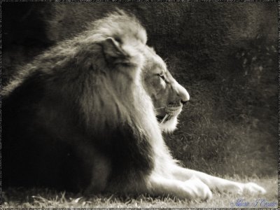 Lions pride.jpg (606)