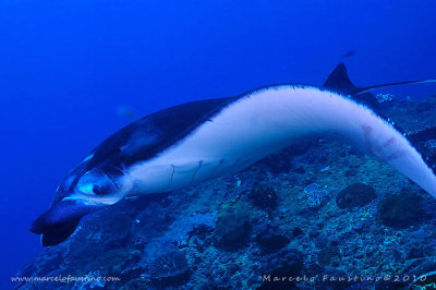 Manta ray