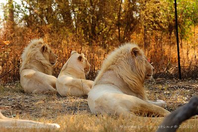 Lion Park