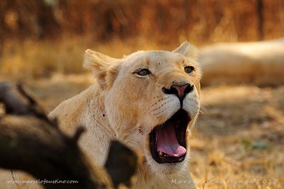 Lion Park