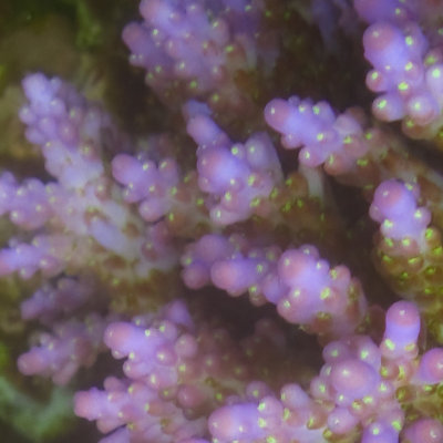 vanuatu corals