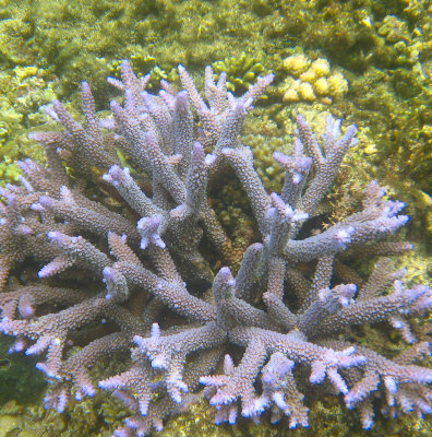 vanuatu corals