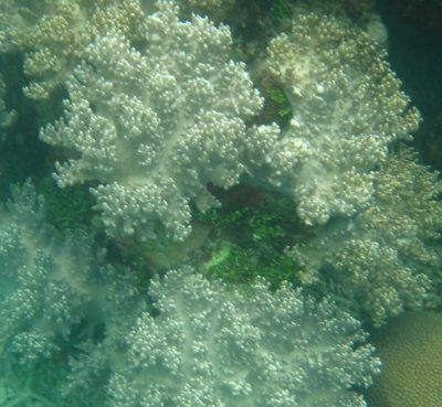 vanuatu corals
