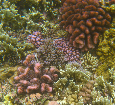 vanuatu corals