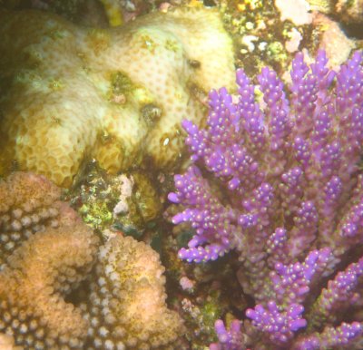 vanuatu corals