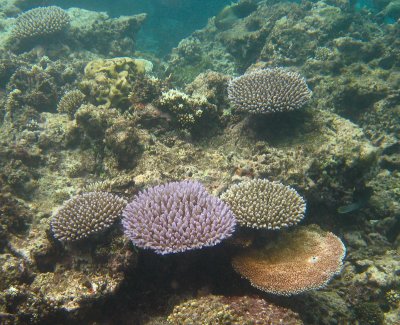 vanuatu corals