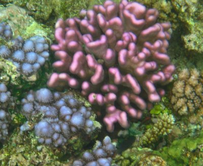 vanuatu corals