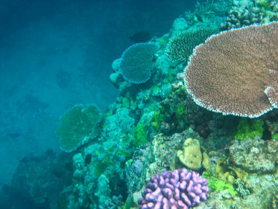 vanuatu corals