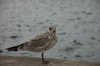 A random bird