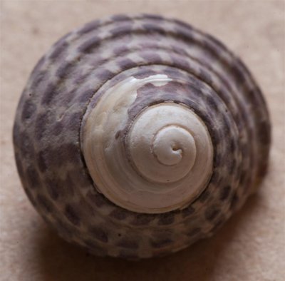 shell