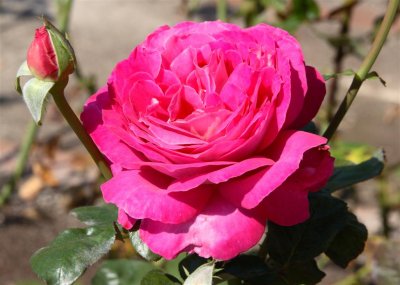 10-04-01-0047 (Large).jpg