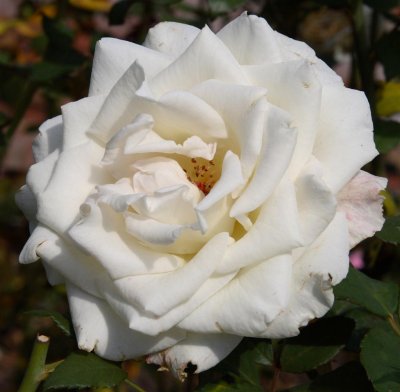 10-04-01-0130 (Large).jpg