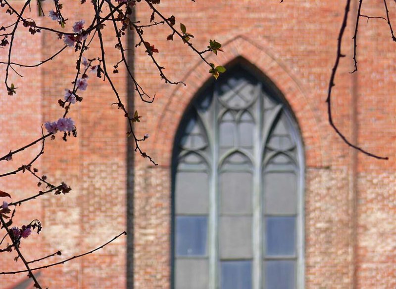 Window and Blossoms