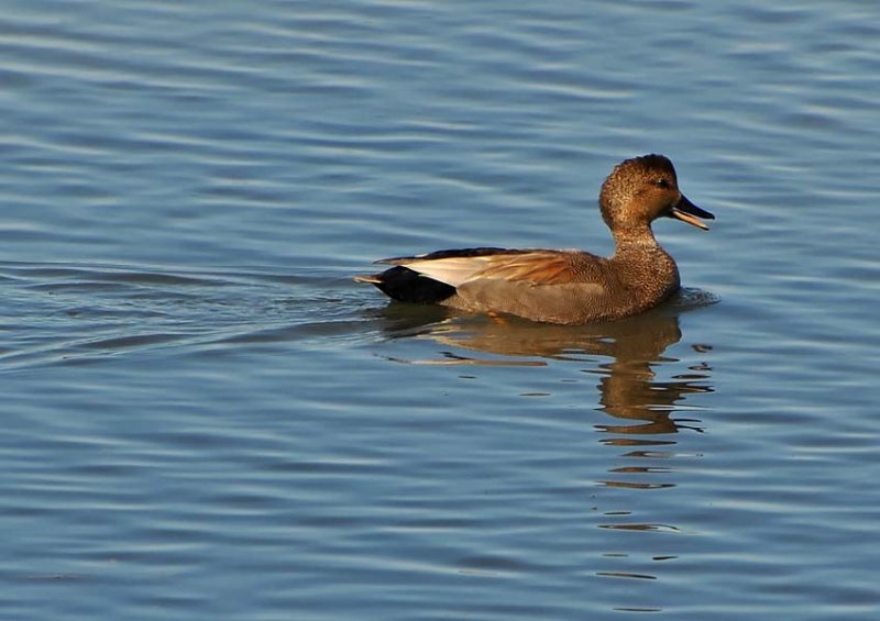 Talking Gadwall