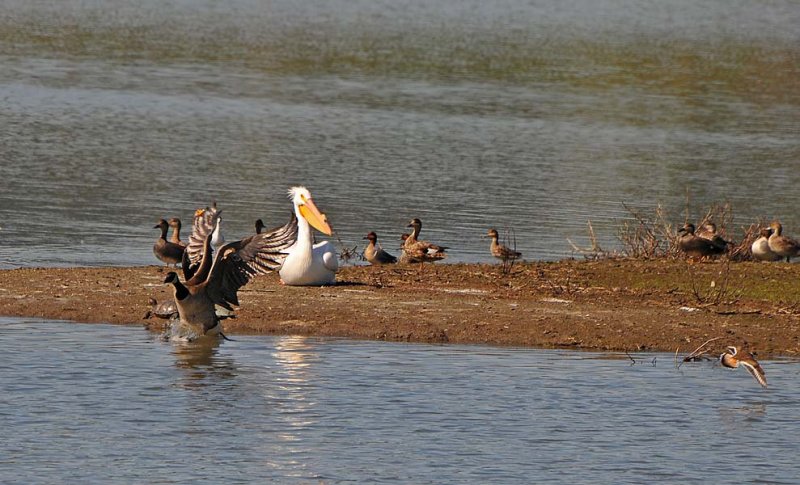 Canada Goose, Pelican, Killdeer