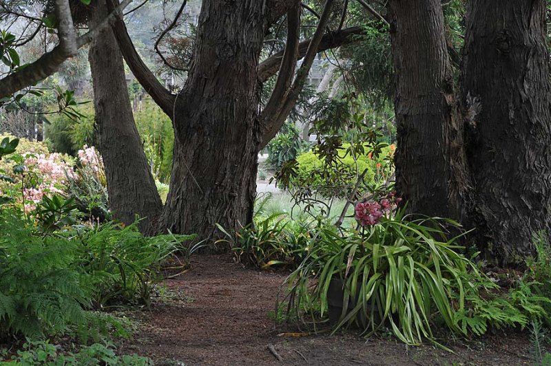 Redwood Path