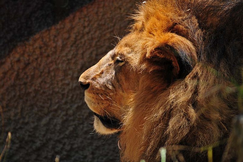 Warm Lion In Profile