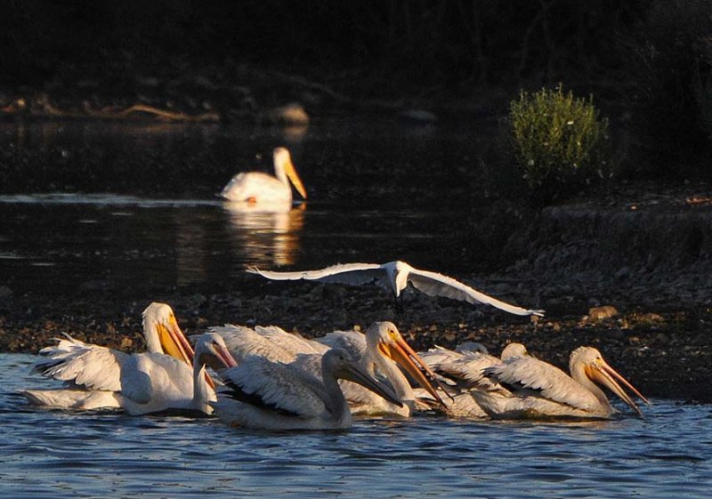 Gliding Egret