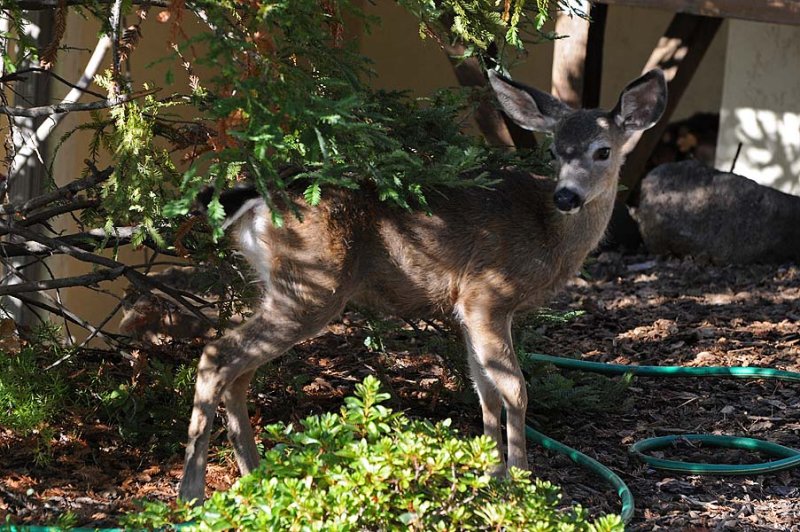 Fawn Near Papas