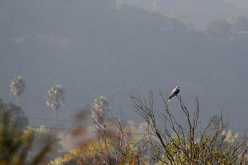 White Tailed Kite