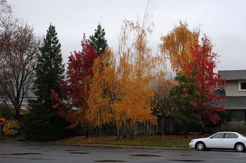 Fall Trees