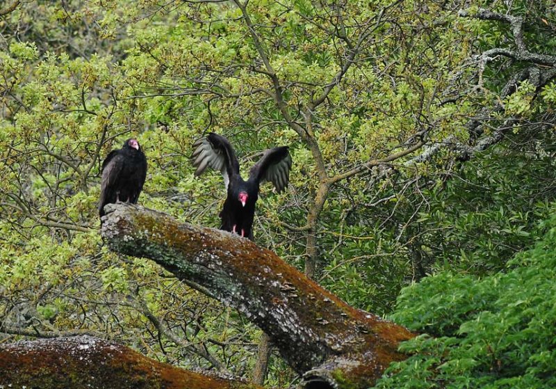 Flapping in the Trees