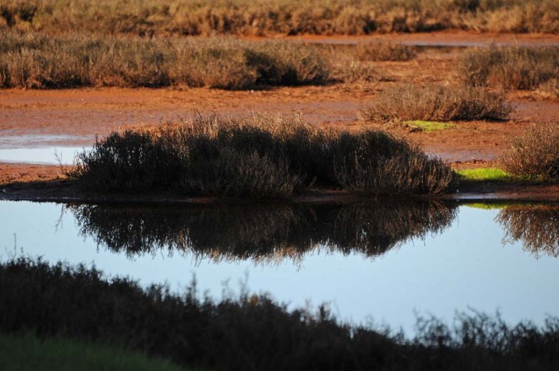 Reflection of Grasses