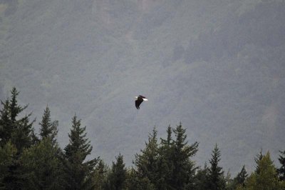 Soaring Eagle