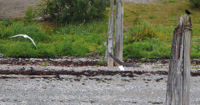 Eagle, Gull and Crow
