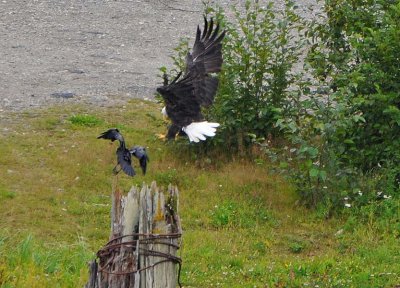 Eagle Outranks Crow