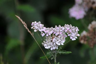 White Flowers
