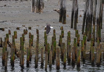 Eagle Over Pilings
