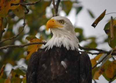 Beautiful Bird