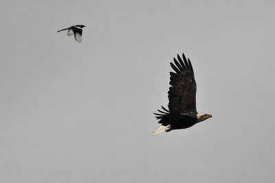 Eagle and Magpie