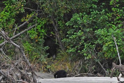 Black Bear Mother and Cub