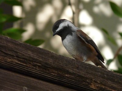 Chickadee with a Tilt