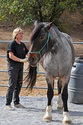 A Nice Tail Brushing