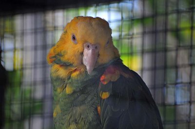 Double-yellow Head Amazon Parrot