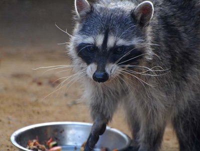 Raccoon Lunch