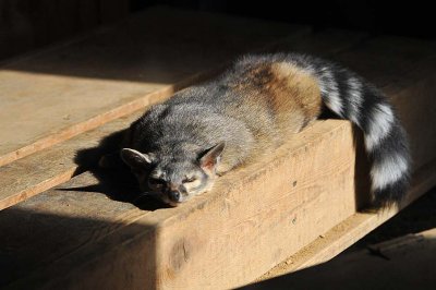 Nap In the Sun