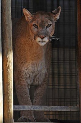 Cougar In Doorway