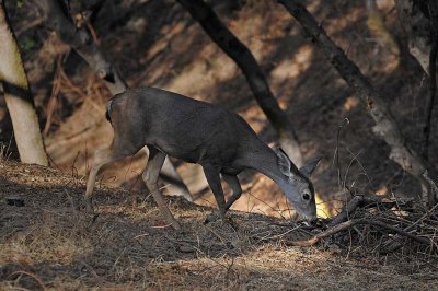 Black Tailed Deer