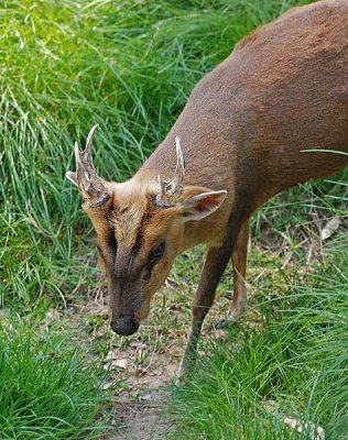 Pointy Antlers