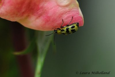 Spotted Cucumber Beetle