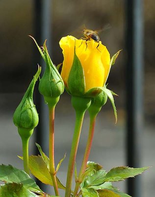 Fluttering Bee